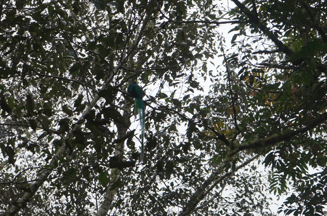 Amazon.co.jp: 水曜どうでしょうDVD第22弾『中米・コスタリカで幻の鳥を激写する！ 前枠・後枠 傑作選