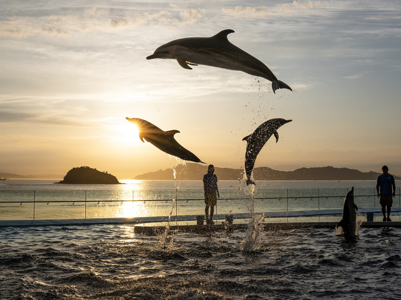 四国水族館 アトア 株主優待招待券