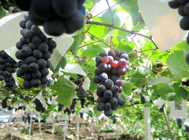 即時予約可 山梨 藤みのりぶどう狩り体験！ シャインマスカット1房のお土産付