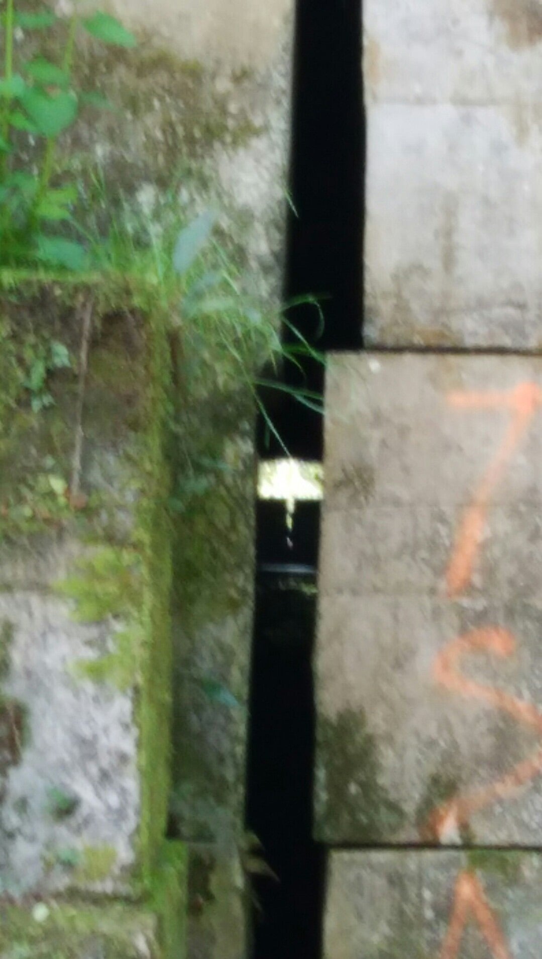 閲覧注意 最恐の心霊スポット「犬鳴トンネル」へ潜入 『犬鳴村』は実在した＜写真36点＞