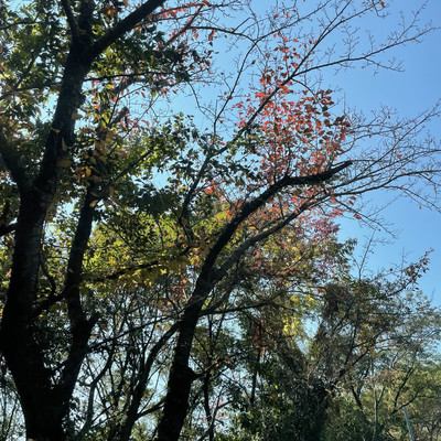 兵庫の紅葉スポットのおすすめ10選！見頃の時期や混雑状況なども紹介なっぷ