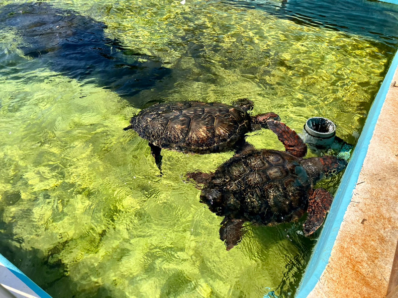 海中水族館シードーナツ天草パールガーデン ＆ 海中水族館シードーナツ