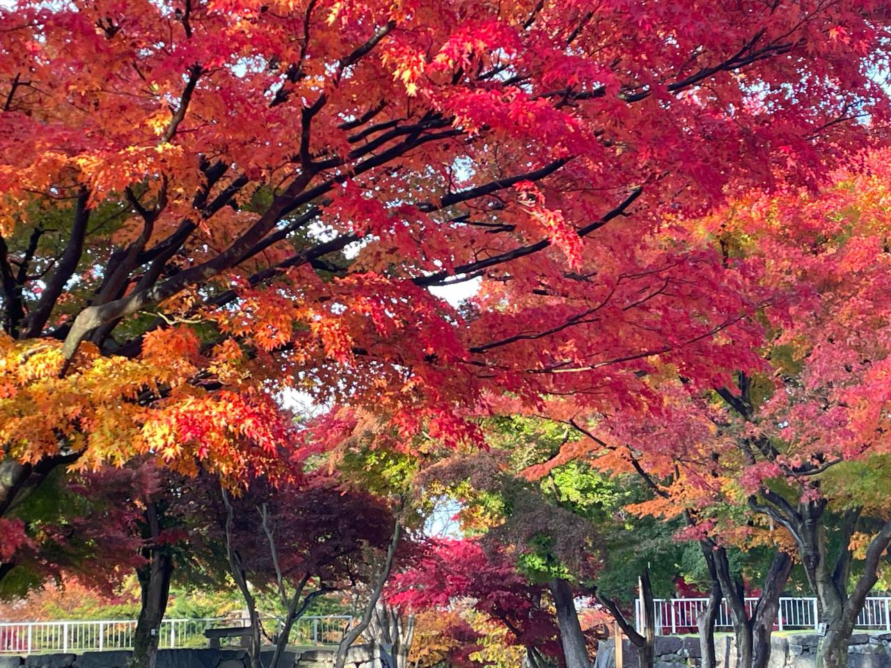 東北の春巡り ９ 盛岡城址公園