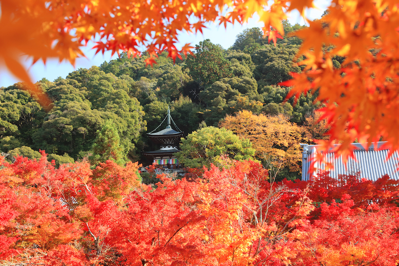 岡崎 永観堂 禅林寺 見頃の紅葉 ２０２２年愛する京都Yu