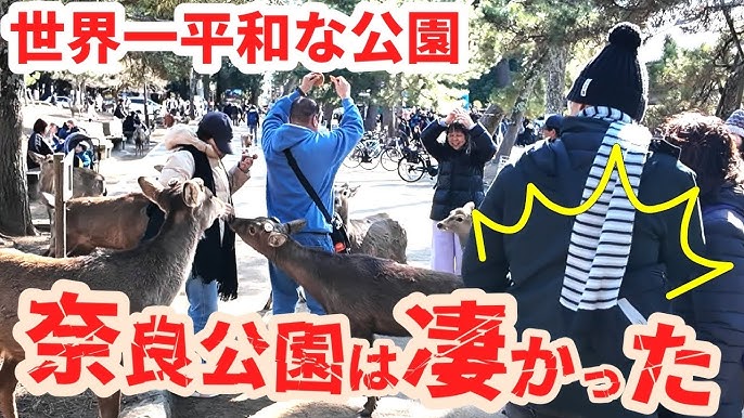 おすすめ奈良公園周遊コース！かわいい鹿たちやおいしいグルメに癒される楽天トラベル