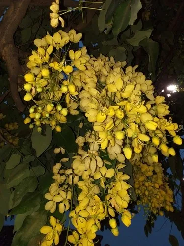 ナンバンサイカチ琉球ハーブではじめるナチュラルライフ