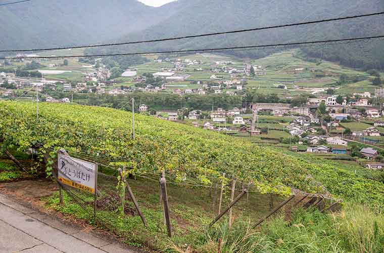 山梨県勝沼ぶどう郷のぶどう棚 ぶどう狩りイメージ 食べ放題の写真素材57619833-