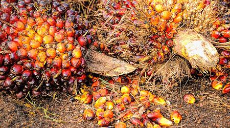 プランテーション作物の生産Geoちゃん