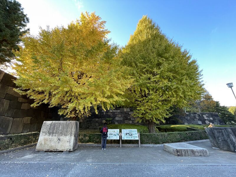 湖国歳時記：幼子の目に幻想美 メタセコイア並木 草津滋賀毎日新聞