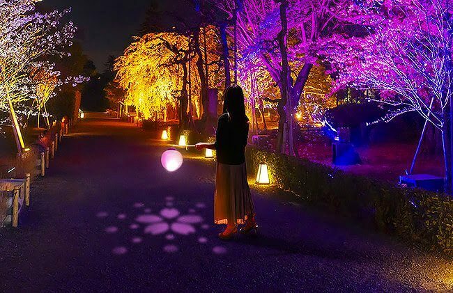 NAKED meets 二条城2025桜 ネイキッドデジタルアートで夜桜体験-