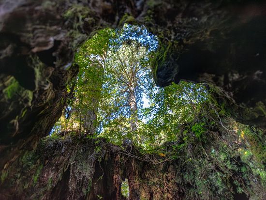 鹿児島から屋久島フェリー完全ガイド！所要時間・料金・予約のコツを徹底解説屋久島アクティビティ