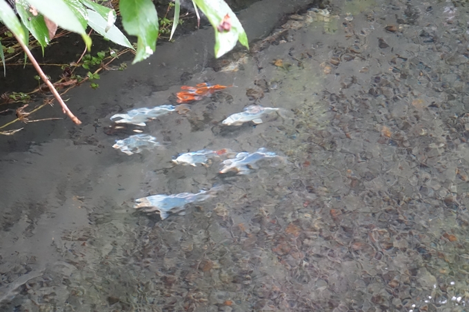 いがわ小径ニッポン旅マガジン