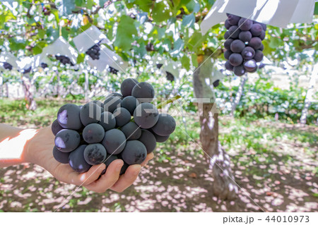 山梨でぶどう狩りするなら勝沼に行こう！おすすめスポット5ヵ所を紹介びゅうトラベル JR東日本