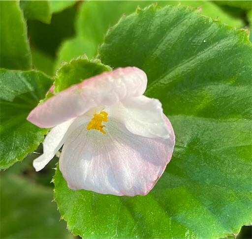 エリック・クラプトン、来日公演予習用プレイリスト公開Daily NewsBillboard JAPAN