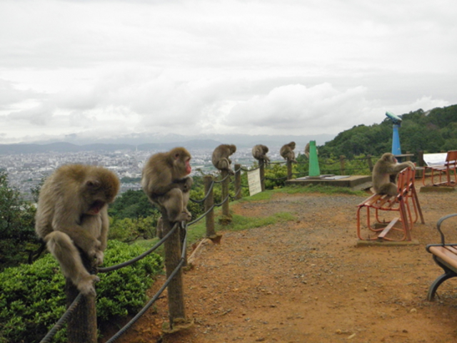 嵐山モンキーパークいわたやま アクセス・営業時間・料金情報 -