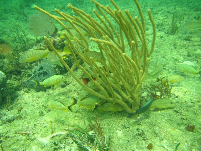 カリブ海の真珠・キューバへ」 その② シエンフエゴス編』シエンフエゴス キューバ