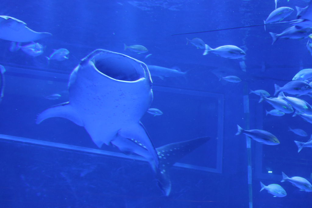 和倉温泉観光のモデルコースを一挙公開！見どころからアクティビティまでVELTRA旅行ガイド