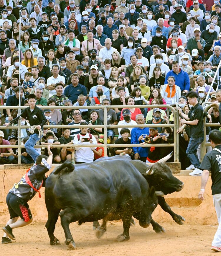 🐃屋慶名大闘牛大会🐃, 2025年2月9日 日 ,