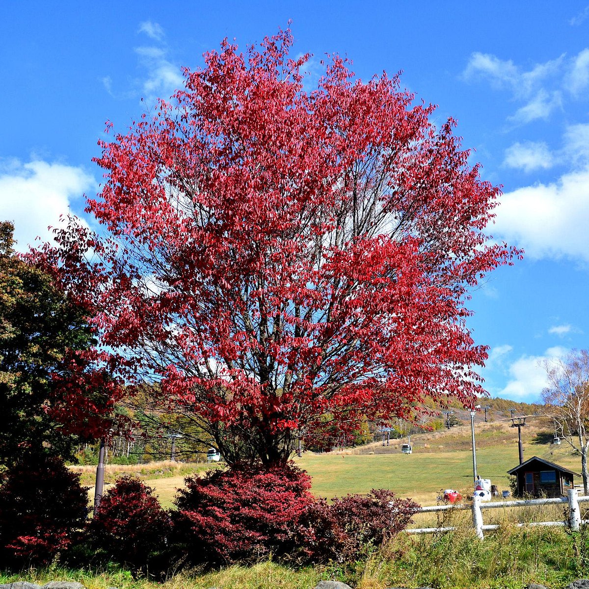 蓼科牧場ゴンドラリフトドッグランウズウズ
