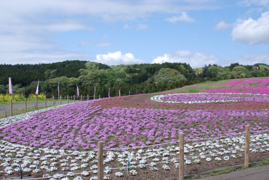 箕輪城の菜の花を見てからみさと芝桜公園へ