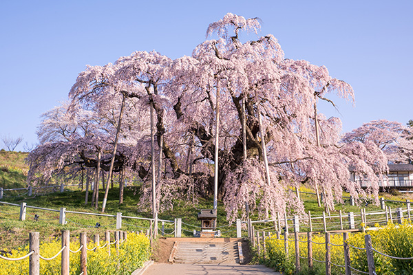 東北を代表する桜名所 みちのく三大桜について解説！国内旅行・海外旅行のお得な情報を発信中！旅行地の情報をさらに詳しく知りたい人、旅行に関するお得な知識を知りたい人必見です