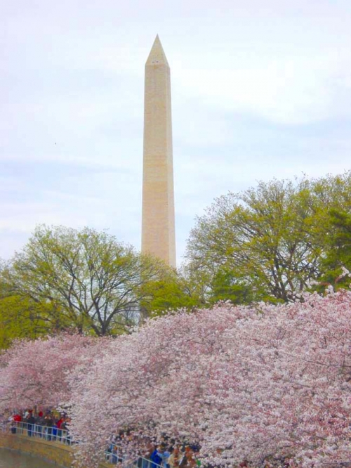 アメリカでも桜を楽しもう！ワシントンDC「全米桜祭り」、ニューヨーク、ニュージャージー、フィラデルフィアのお花見スポットや桜祭りをご紹介！ニュージャージー駐妻LIFE