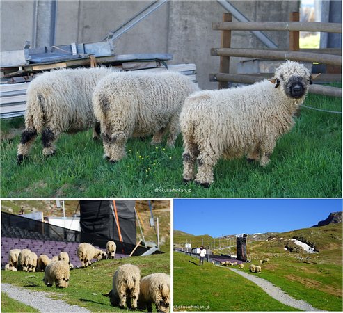 マッターホルンの麓に住む希少種「ヴァレーブラックノーズ」 – 世界羊旅