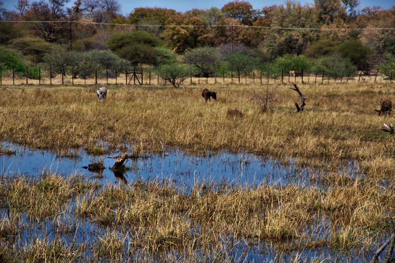 オカバンゴ・デルタ」1泊2日エコツアー体験記ボツワナの世界遺産を旅する - 地球人