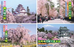 東北三大桜名所 北上展勝地 秋田温泉さとみのブログ - 宿泊予約は＜じゃらん＞