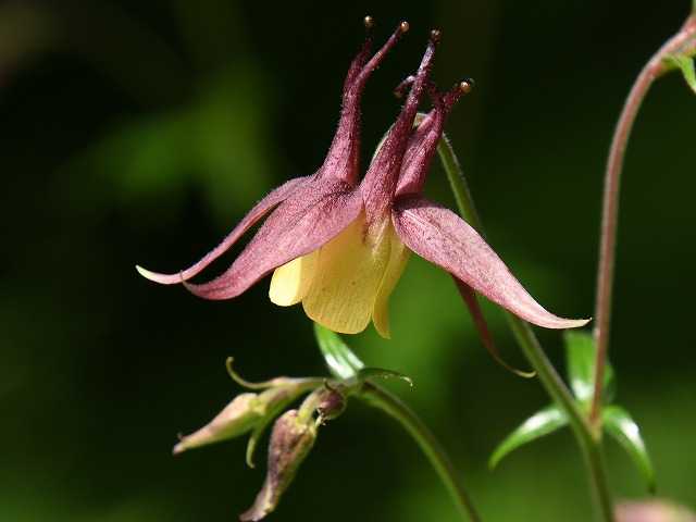 薄暗い林床を秘かに彩る夏の妖精「ショウキラン」 松本市 │MGプレス