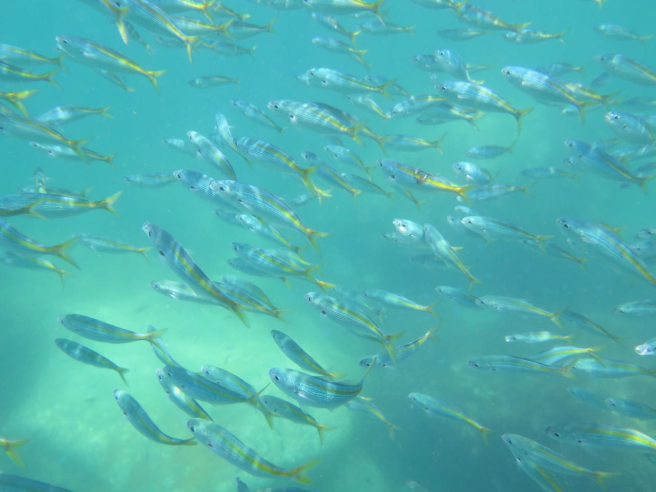 神奈川・真鶴・スノーケリング 小学生からOK☆海の世界をスノーケリングで探検しよう！ お1人様でもご家族でもカップルでも◎ アソビュ