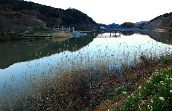 鋸南町・佐久間ダム湖親水公園のソメイヨシノが見頃に 2019年4月- 南房総田舎暮らしと車中泊の旅