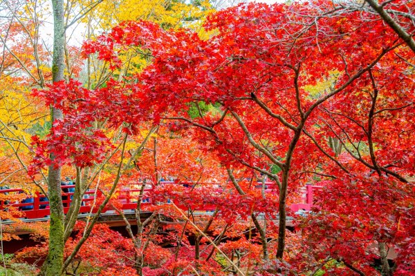 弥彦公園もみじ谷の紅葉紅葉情報2025