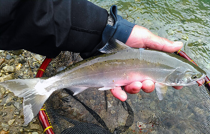 サルがイワナを食べる・上高地から - 山渓遊びブログ 渓流釣りとアウトドア