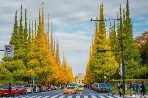 神宮外苑いちょう並木港区観光協会VISIT MINATO CITY - 東京都港区の観光情報公式サイト