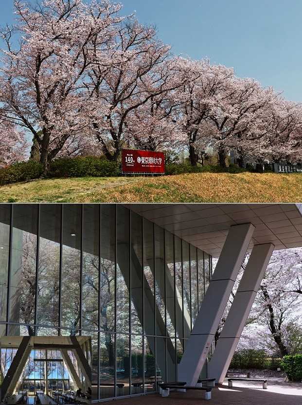 水元公園」の桜 2024年 - 荒川三歩