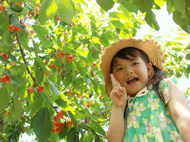 さくらんぼ狩りのお知らせ6月1日〜6月22日まで、 今年もフルーツバスケット・原のさくらんぼ狩りが始まります！ 甘くてジューシーなさくらんぼを、40分食べ放題で楽しめます。お土産販売や宅配も対応しているので、ご家族やご友人ともぜひ！ ＼おすすめの時期は6月