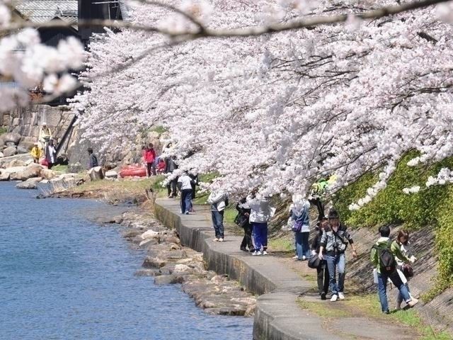 海津大崎の桜2020年に訪れたい遅咲き桜で染まる絶景の岬 - 旅ゆら