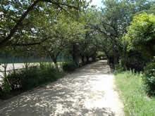 猪名川第4運動広場兵庫県伊丹市東桑津字池田川筋地先