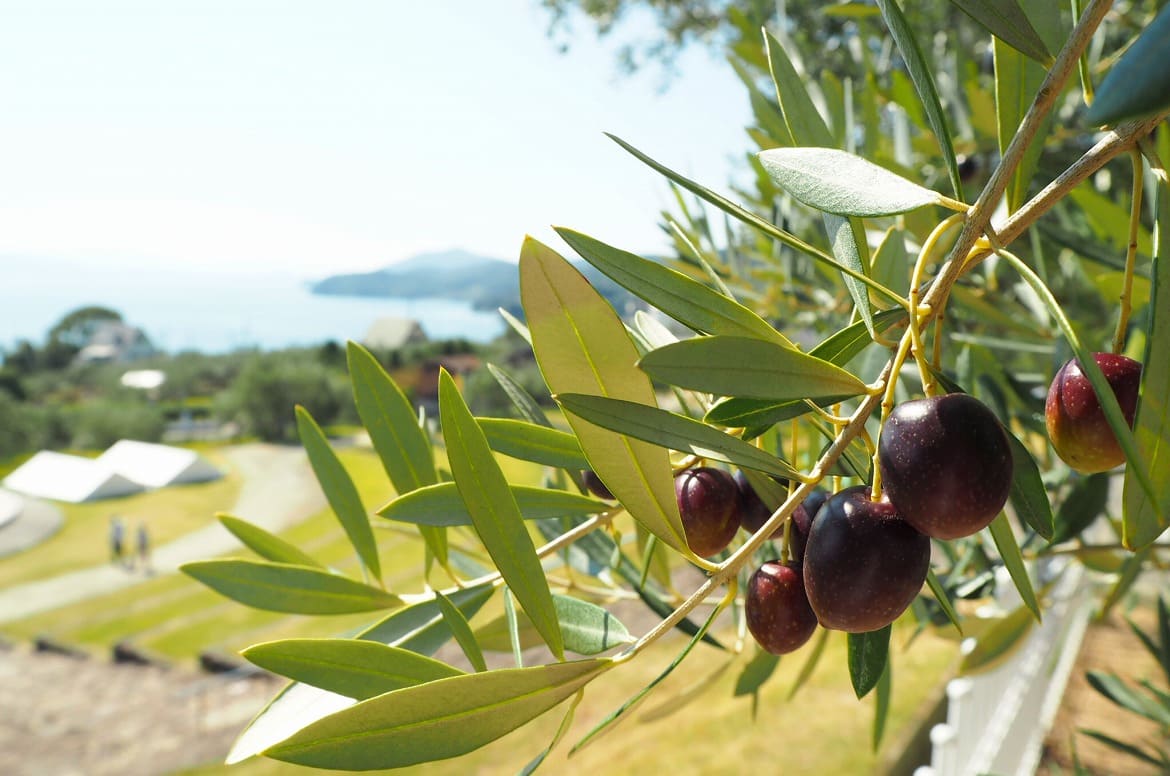 体験スペース ラボレア小豆島オリーブ園