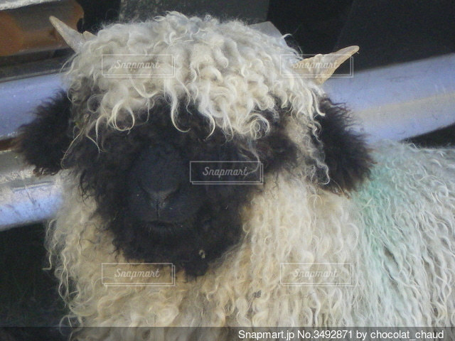 オリジナルあみぐるみの新作が出来ましたニットデモッテの編み物教室