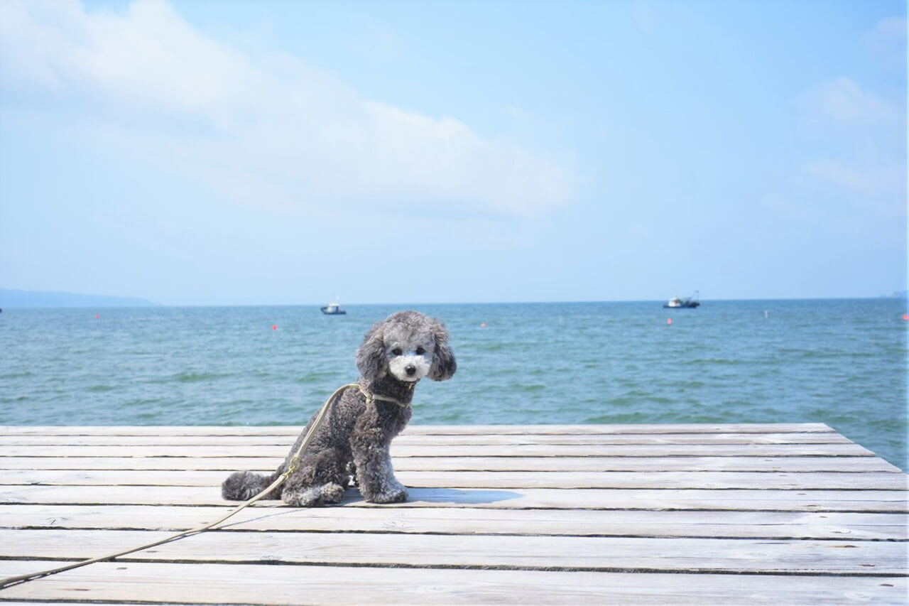 佐渡写真スポット 佐渡あめやの桟橋を深掘り！佐渡UIターンインフォメーションセンタ