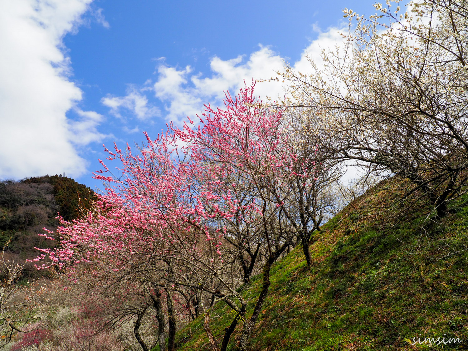 高尾山ハイキングバスツアーvipツアー viptour