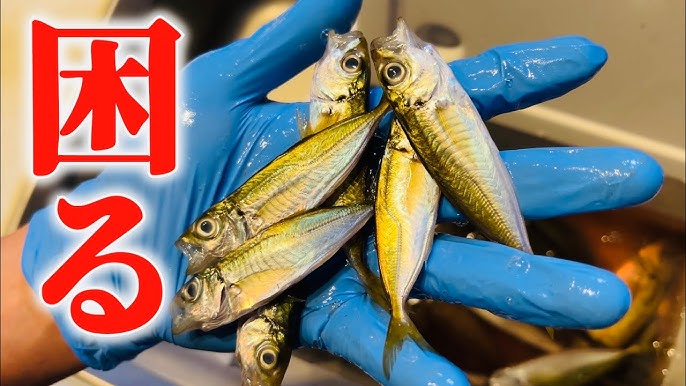 アジの旬を楽しむ！選び方から保存方法なども解説 – Repro最先端のIHクッキングヒーター：COLUMN