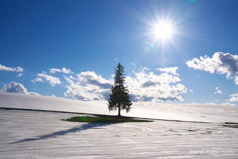 北海道 観光バス日帰りバスツアー - たびらい北海道 アクティビティ