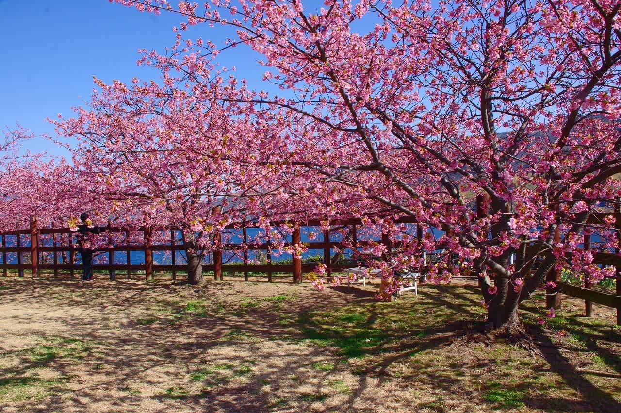 城山歴史公園観光スポット 公式 山口県観光