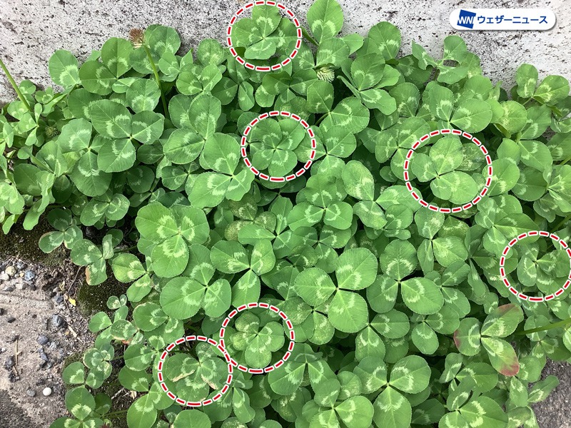 たまに見かける？クルマの蝶々マークやクローバーマークはどういう意味