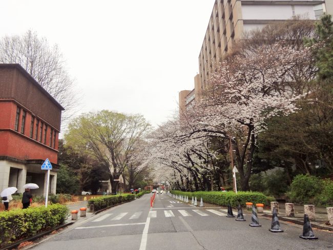 明日4 10より正門からの桜並木でWelcome light upがスタート 鈴木特別ゼミ・こくスマ！が実施東京経済大学