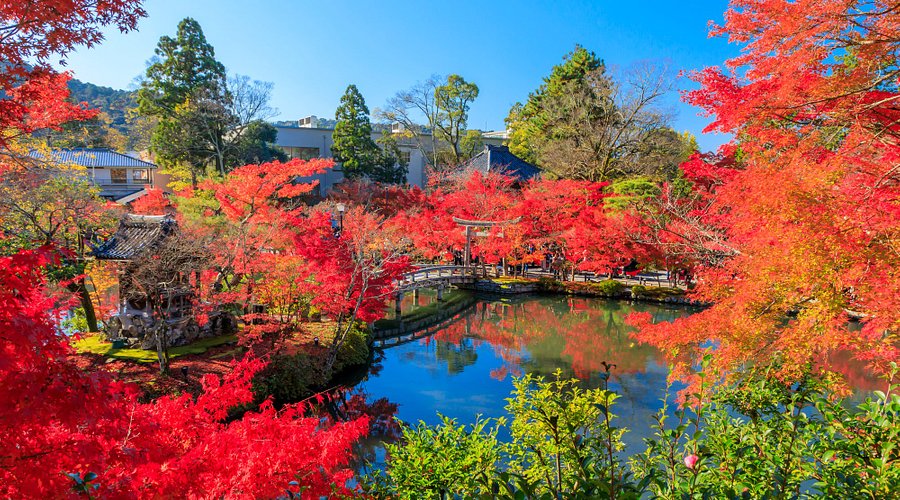 永観堂 ライトアップ＆夜間特別拝観京都市公式 京都観光Navi