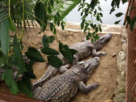 カンボジアにある湖上のワニマーケット朝日新聞デジタルマガジン＆ and